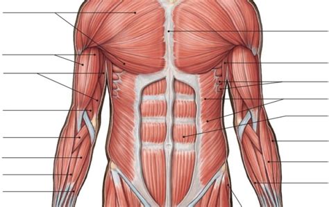 anatomy   abdominal muscles qejx