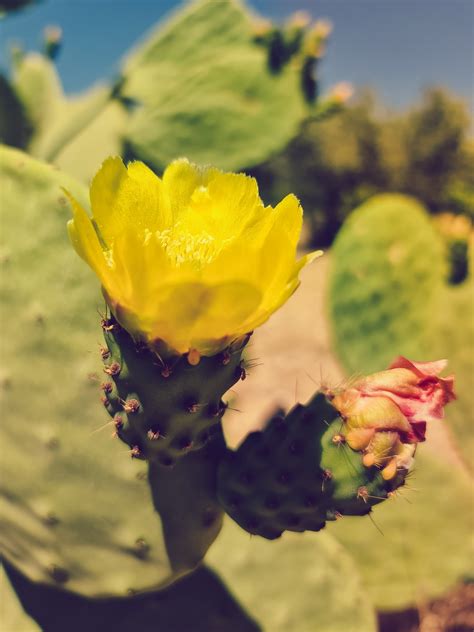 Flowering Cactus Free Stock Photo - Public Domain Pictures