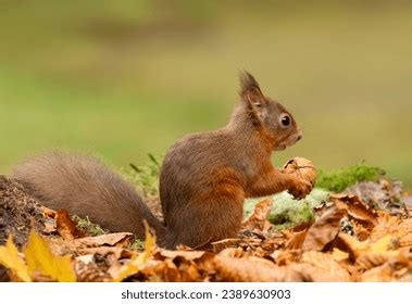 Red Squirrel Scientific Name Sciurus Vulgaris Stock Photo 2389630903