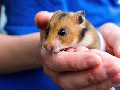 hamster facts breeds britannica