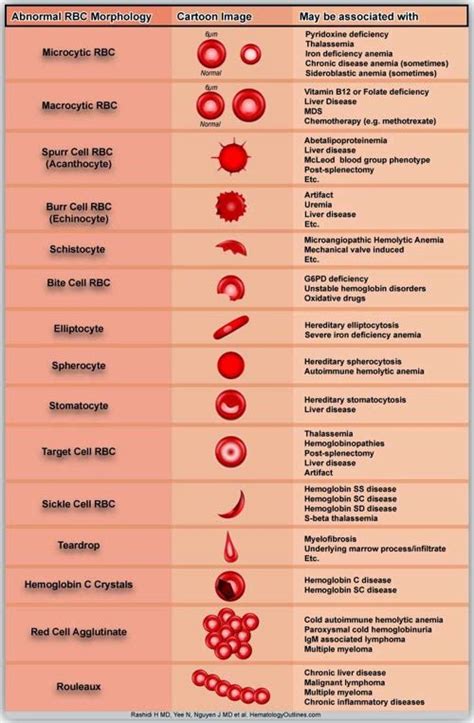 Red Blood Cell Diagram - TianaaresRaymond