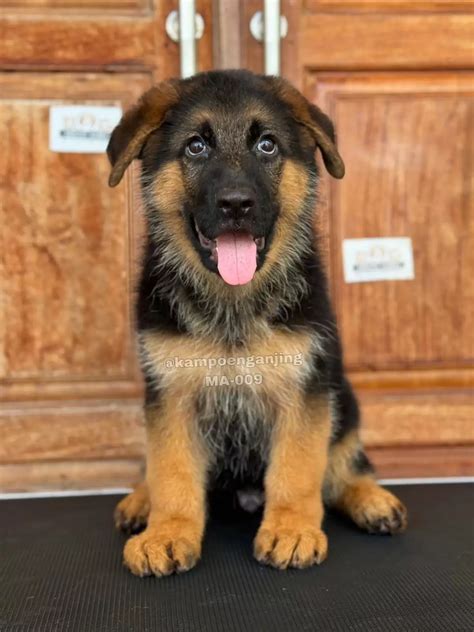 German Shepherd - Category - Dog Society Kennel Bali