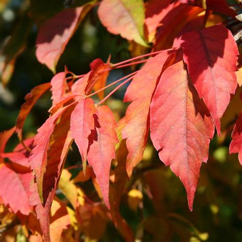 Acer cissifolium (Acero) pianta in vaso » Vendita piante online