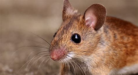 Royalty-Free photo: Brown mouse on land | PickPik