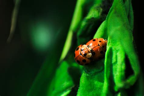 Laby Bugs Mating on Green SurfaceFree Stock Photo