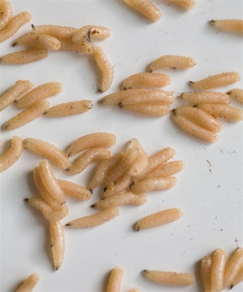 how to get rid of maggots in your home