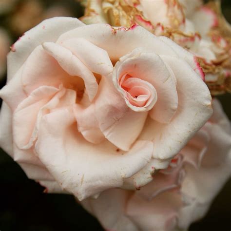 Mom's Roses