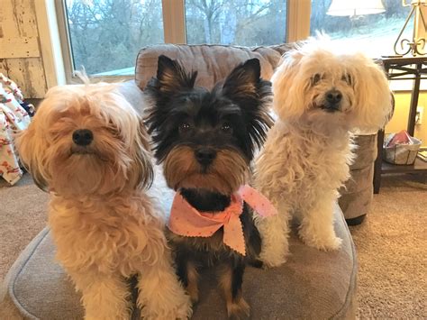 How To Toilet Train Yorkshire Terrier