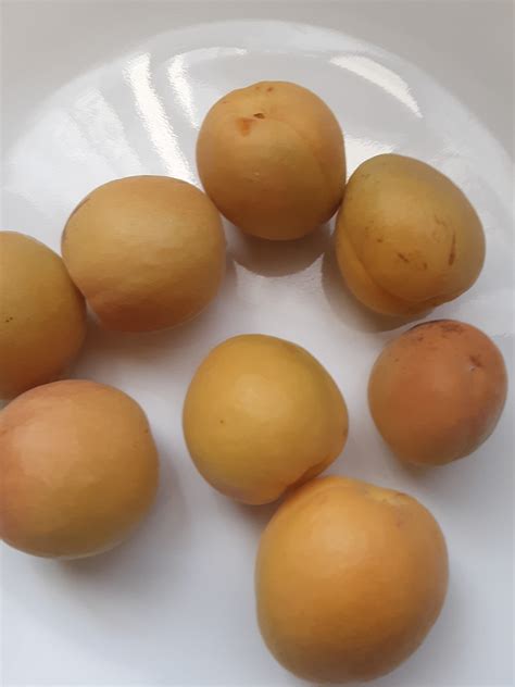 Summer Delight Aprium - General Fruit Growing - Growing Fruit