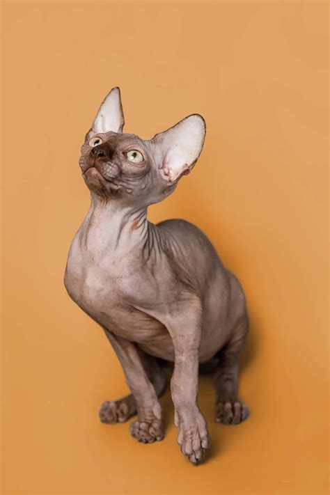 meet ricky  charming sphynx kitten
