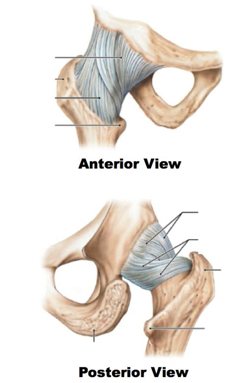 Hip Joint Anatomy Ligaments