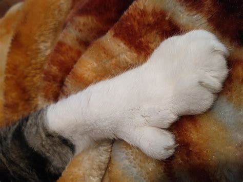 What Does A Normal Cat Paw Look Like at Mary Benally blog