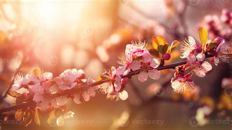 Spring blossom background. Beautiful nature scene with blooming tree