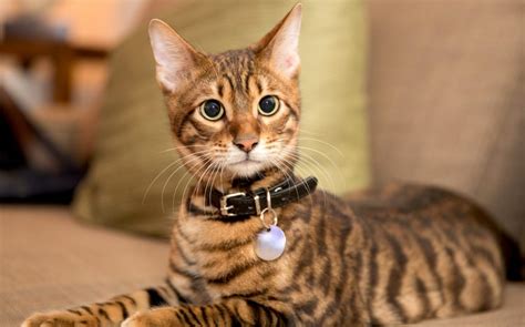 Gato Toyger: El tigre doméstico | Mascota y Salud