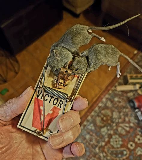 I named these two, Bonnie & Clyde | TreasureNet.com