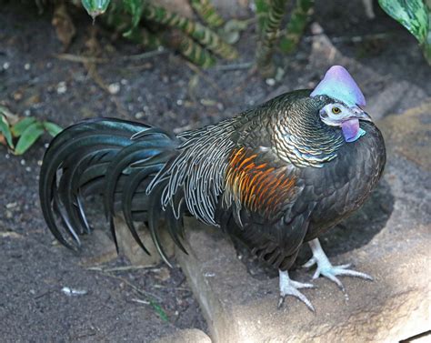 Blue Jungle Fowl