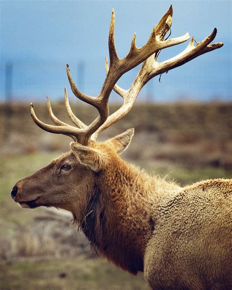 Tule Elk State Natural Reserve Visitors Guide — Flying Dawn Marie ...