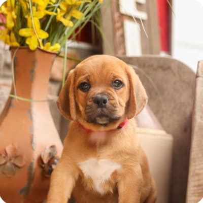 Puggle Puppies for Sale | Buckeye Puppies