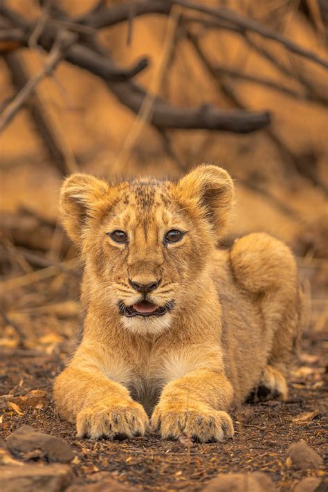 Asiatic Lion cub portrait - Francis J Taylor Photography