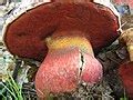 rubroboletus rhodoxanthus wikipedia