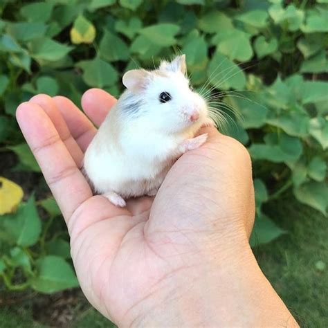 cute dwarf hamster