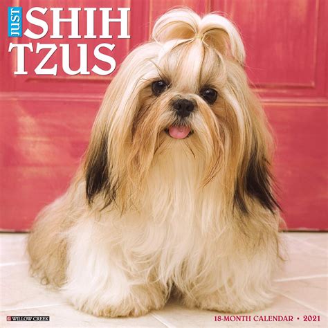 Just Shih Tzus 2021 Wall Calendar (Dog Breed Calendar): Willow Creek Press: 9781549213328