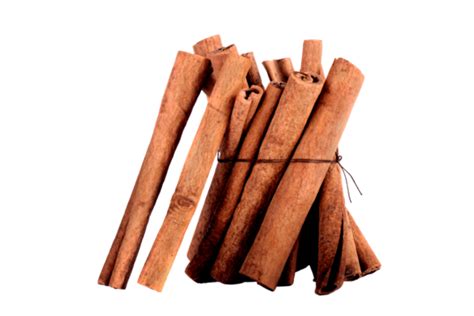 duri kayu manis gambar png file vektor  psd  gratis  pngtree