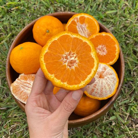 experience  flavor explosion  gold nugget mandarins miami fruit