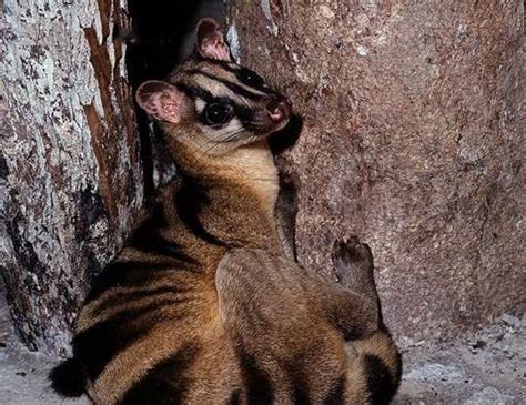 MALAY CIVET LIFE EXPECTANCY