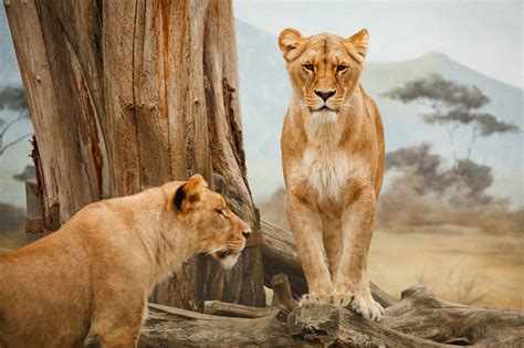 Are Lions Endangered? It's Complicated. - Earthpedia - Earth.com