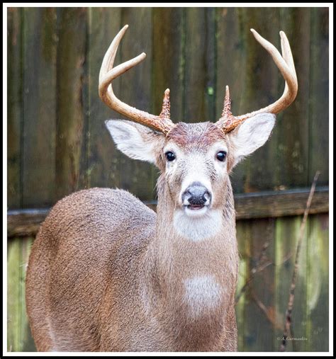 White-tailed Deer, Buck with Antlers Photograph by A Macarthur ...