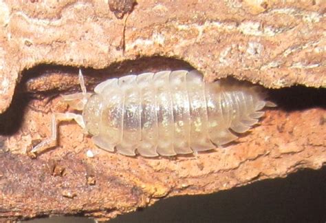 invertebrate dude eleodes osculans adults  oniscus asellus morphs
