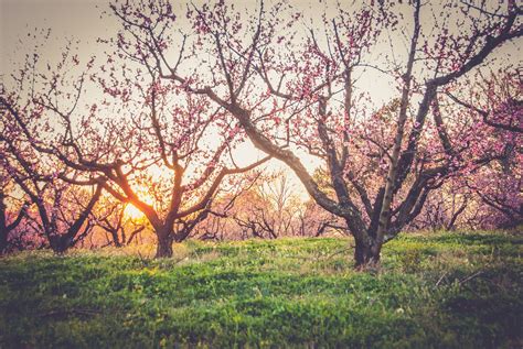 Peach Tree Care Guide | Maintaining Your Fruit Trees | Trees Direct