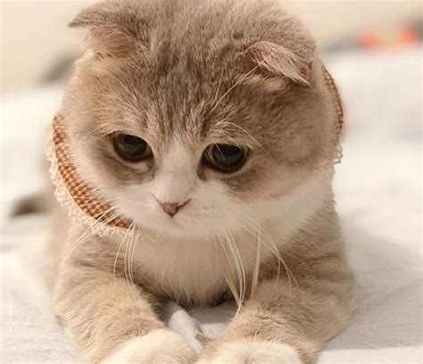 tai anh meo dang yeu mien phi bam vao day de xem ngay