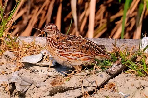 Japanese Quail - Facts, Diet, Habitat & Pictures on Animalia.bio