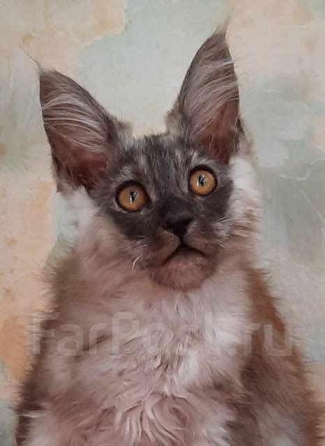 Котик МЕЙН-КУН, в наличии. Цена: 65 000₽ во Владивостоке