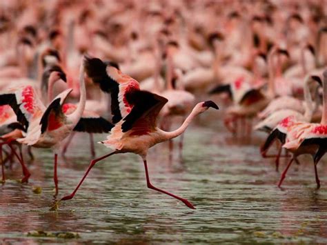 Flamingos flourish in Naivasha - world - photos | Hindustan Times