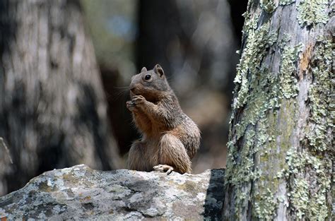 Rock Squirrel - Spermophilus variegatus - NatureWorks