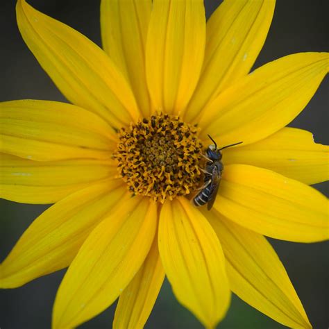 Florida sunflower - Florida Wildflower Foundation
