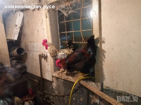 продавам пилета петли оплодени яйца в Кокошки и пуйки в гр. Русе ...