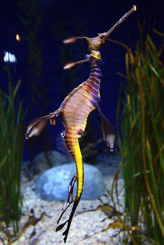 130 Leafy & Weedy Seadragons ideas | sea dragon, weedy sea dragon ...