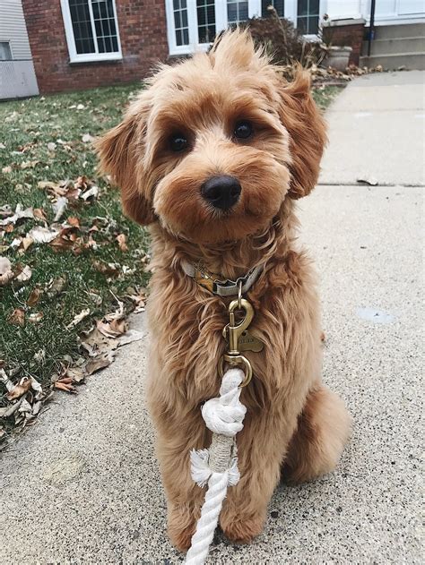 Mini Goldendoodle Haircuts