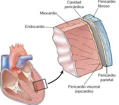 03. Función del corazón como bomba | Enfermería