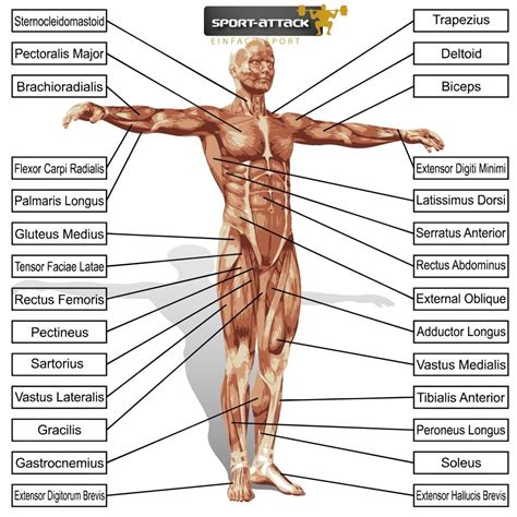 dentrodabiblia: anatomie
