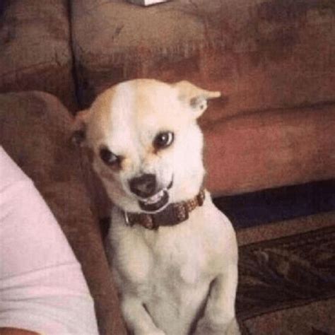 Angry dog | Dog memes, Funny animal photos, Funny dog pictures