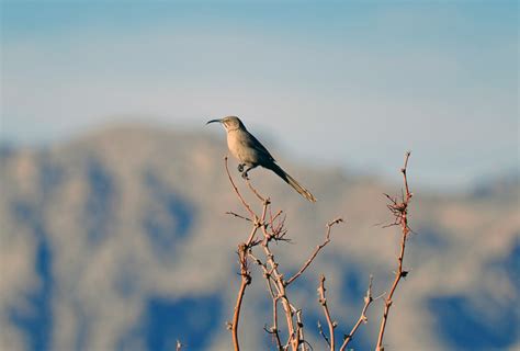 Birdwatching in Corn Creek, Nevada 2024 - Rove.me