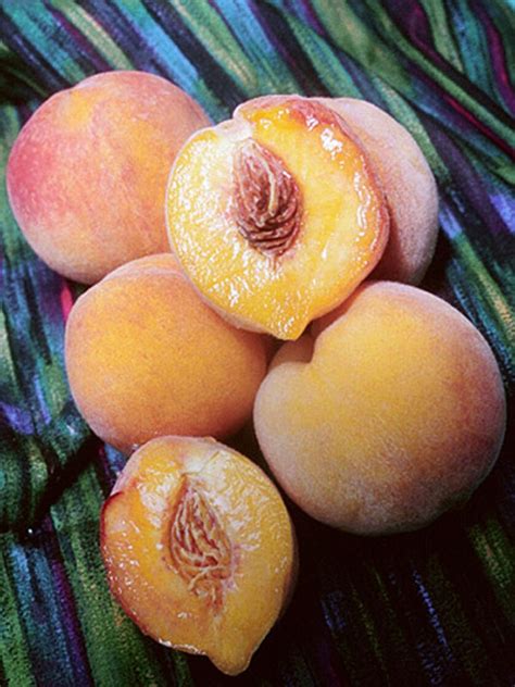 Reliance Standard Peach Tree - Wedels Garden Center