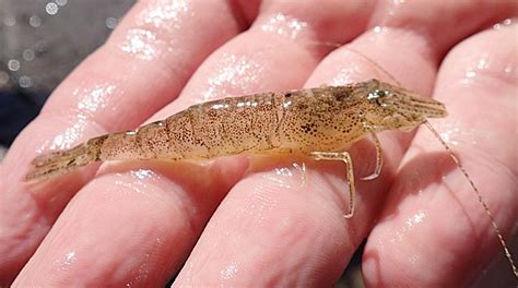 maine sand shrimp  backyard arthropod project