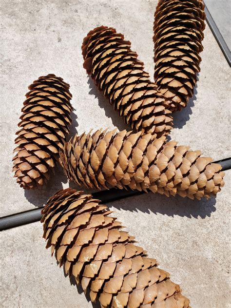 Pine Cones