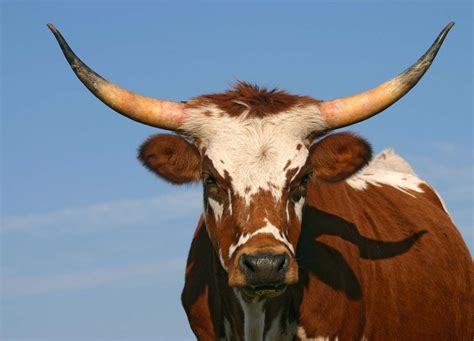 Tasting The Unconventional: Bull Meat